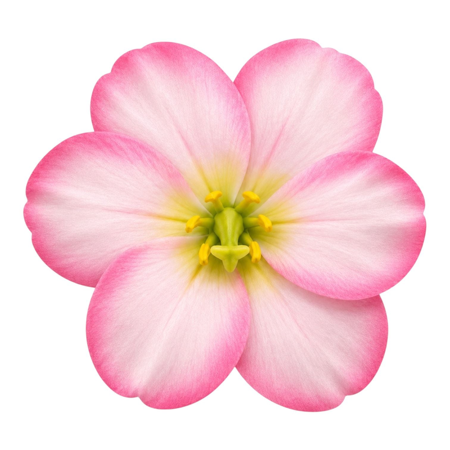 CARTON PINZA FLOR GRANDE BEGONIA