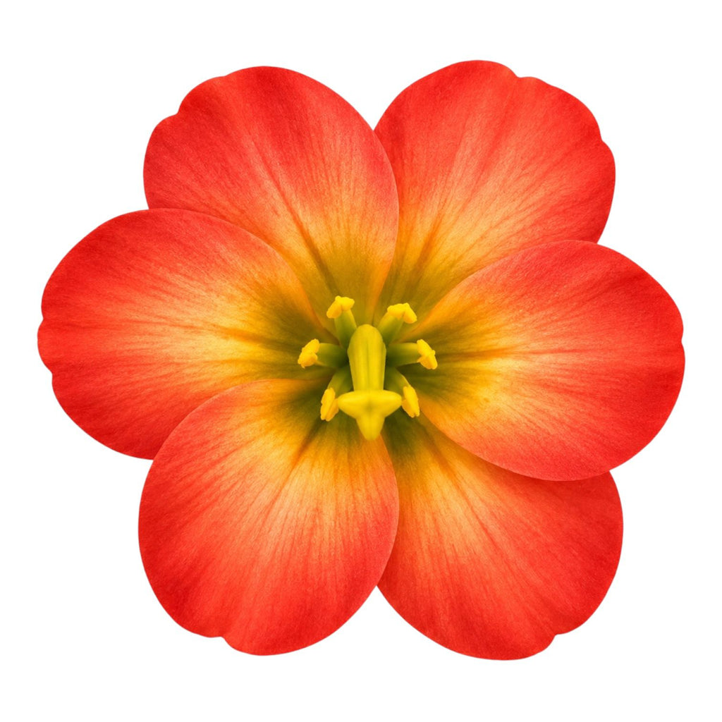 CARTON PINZA FLOR GRANDE BEGONIA
