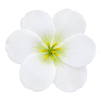 CARTON PINZA FLOR GRANDE BEGONIA
