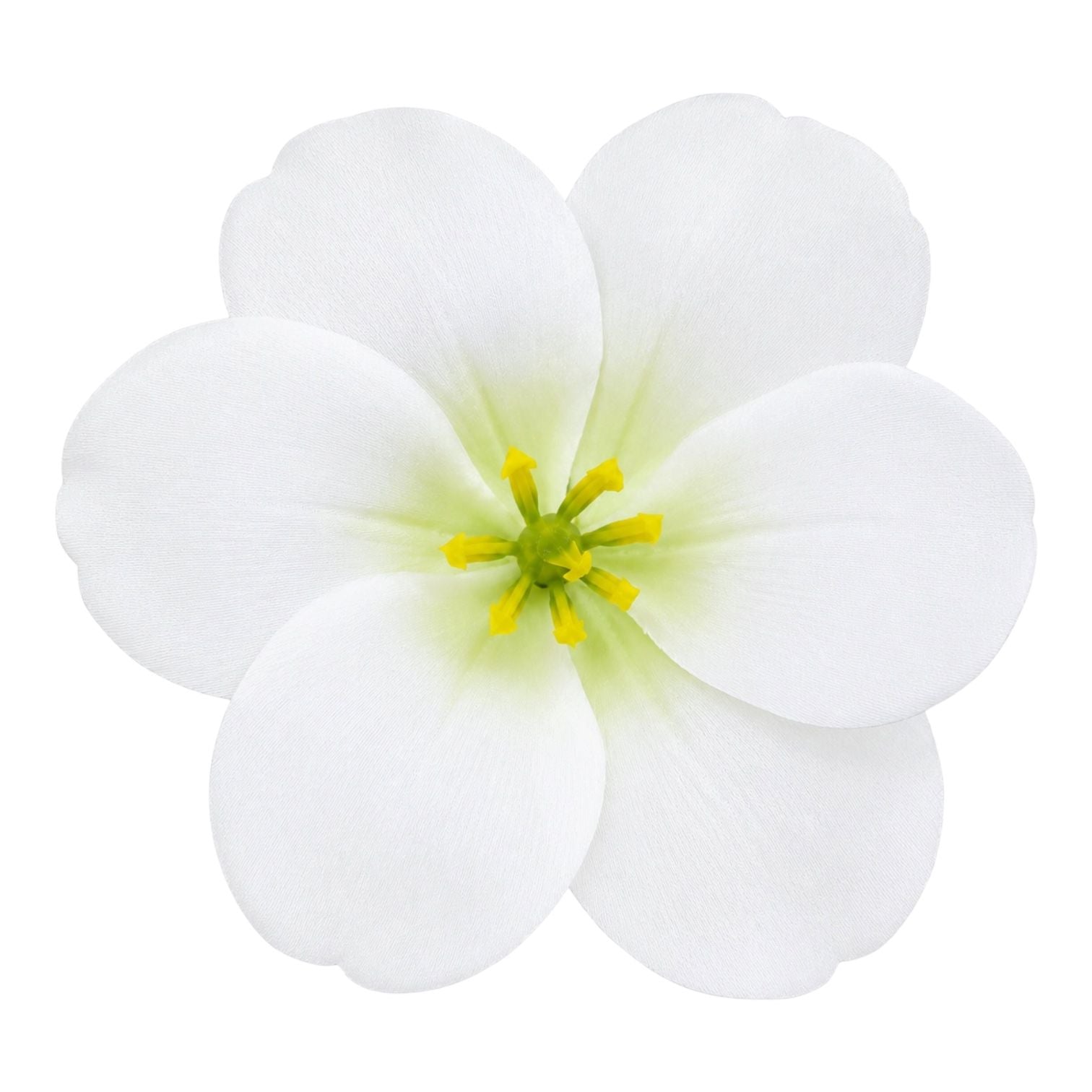 CARTON PINZA FLOR GRANDE BEGONIA