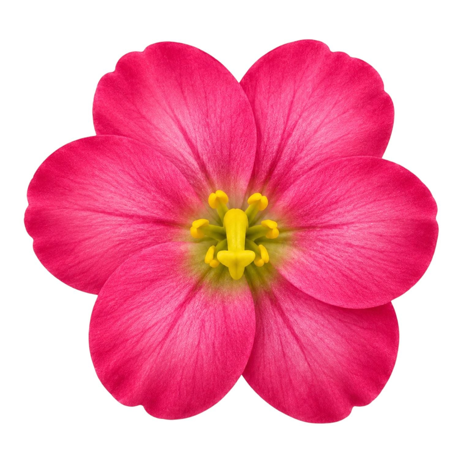 CARTON PINZA FLOR GRANDE BEGONIA