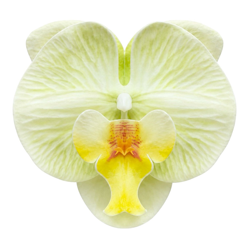 CARTON PINZA FLOR GRANDE ORQUIDEA