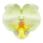 CARTON PINZA FLOR GRANDE ORQUIDEA