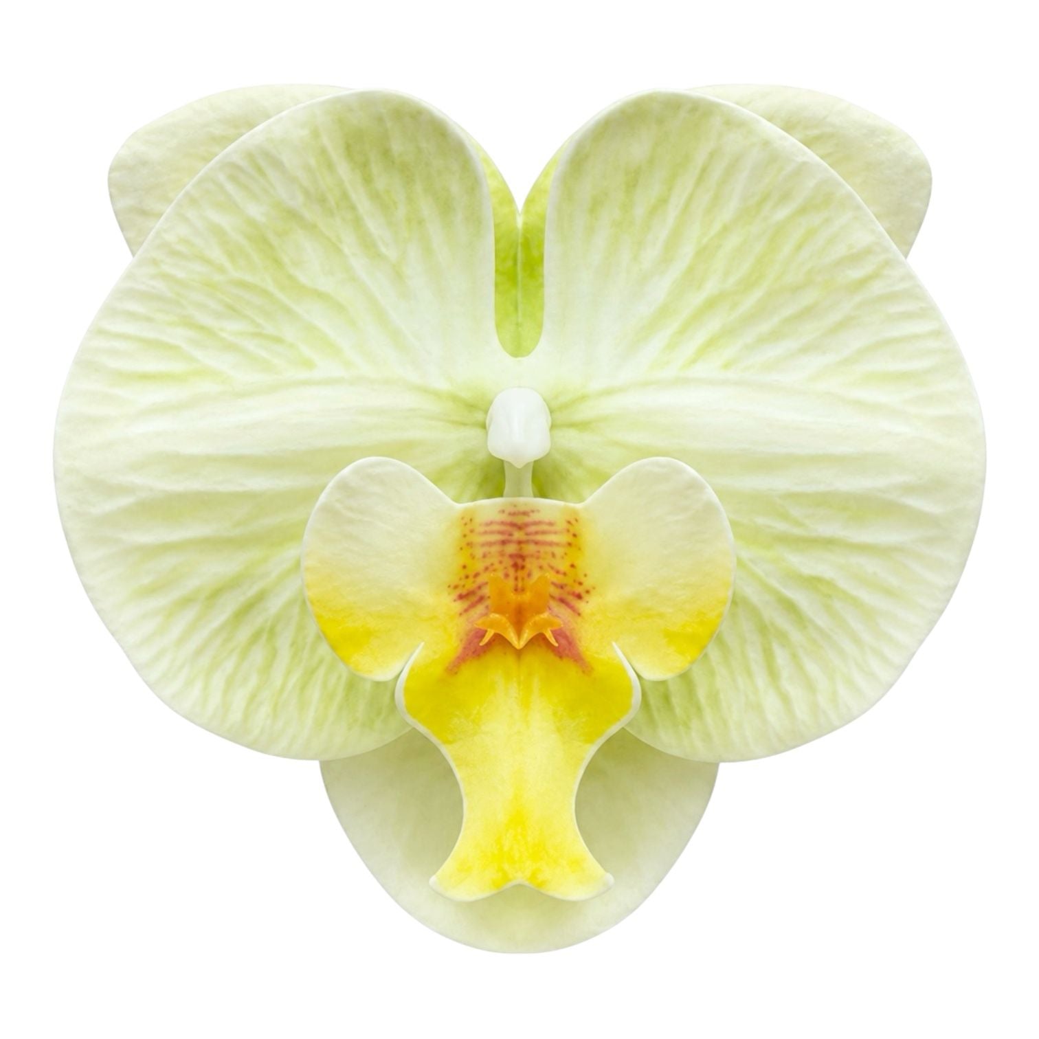 CARTON PINZA FLOR GRANDE ORQUIDEA