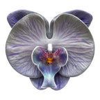 CARTON PINZA FLOR GRANDE ORQUIDEA